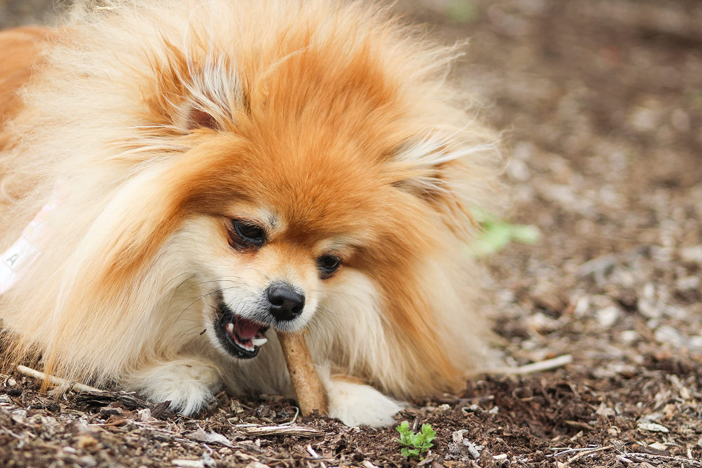 Nylabone Healthy Edibles Natural Dog Chews Long Lasting Roast Beef Flavor Treats for Dogs, Small/Regular (2 Count)