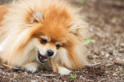 Nylabone Healthy Edibles Natural Dog Chews Long Lasting Roast Beef Flavor Treats for Dogs, Small/Regular (2 Count)