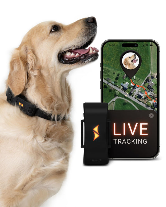 PAJ GPS Dog Tracker - 4G Real-Time Tracking & Runaway Alerts - Waterproof, Long-Range, Smart App Monitor Health & Activity - Fits Any Collar, Mini Device Navigator Chip - Subscription Required - Black