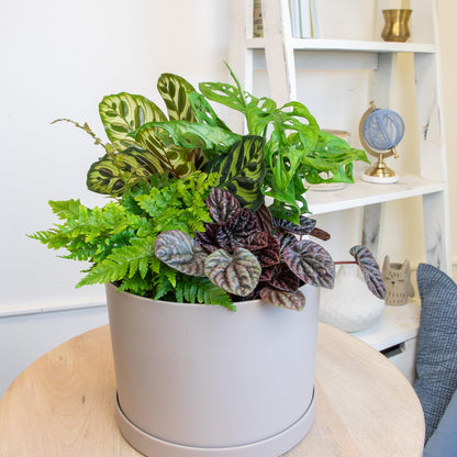 Essential Houseplant Collection (4PK) Live Plants Indoor Plants Live Houseplants in Plant Pots, Easy House Plants Indoors Live, Snake Plant, Pothos in Potting Soil, Clean Air Plants by Plants for Pets