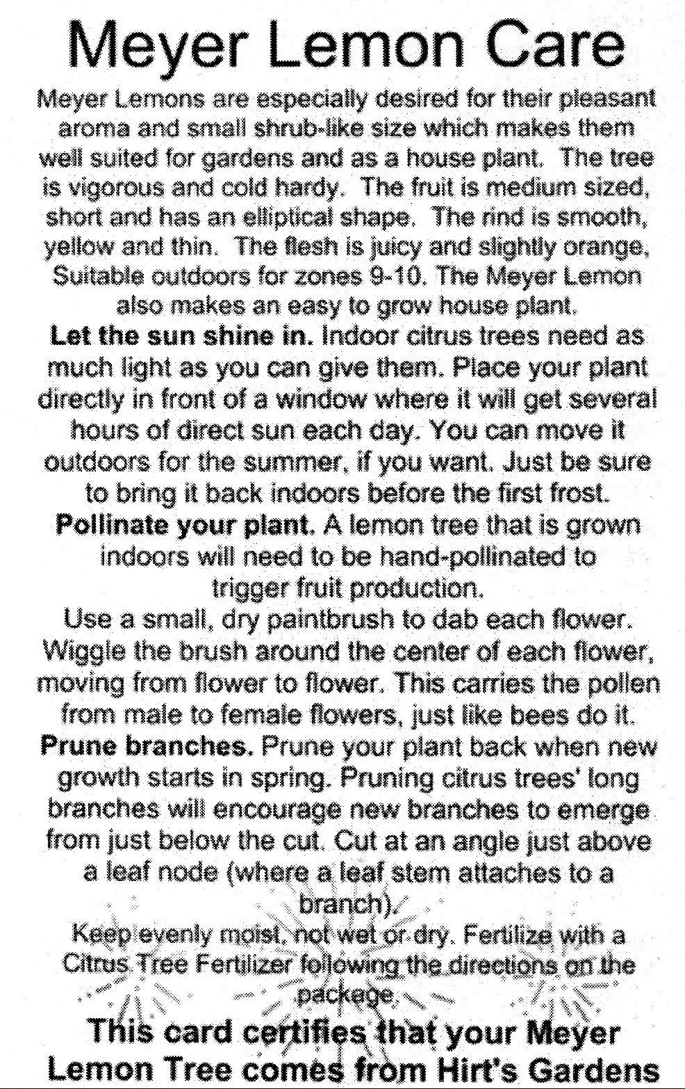 Meyer Lemon Tree-Fruiting Size-5" Pot -No Ship to Tx,Fl,Az,Ca,La,Hi