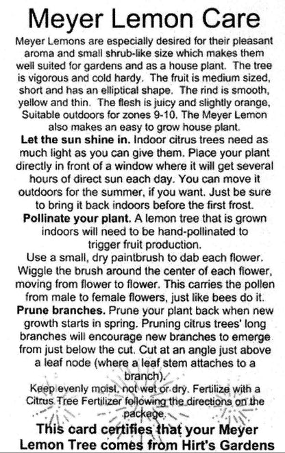 Meyer Lemon Tree-Fruiting Size-5" Pot -No Ship to Tx,Fl,Az,Ca,La,Hi