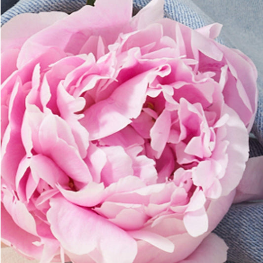 Lucky Brand Lucky You Perfume for Women, Eau De Toilette Day or Night Spray with Fresh Flower Citrus Scent, 3.4 fl oz