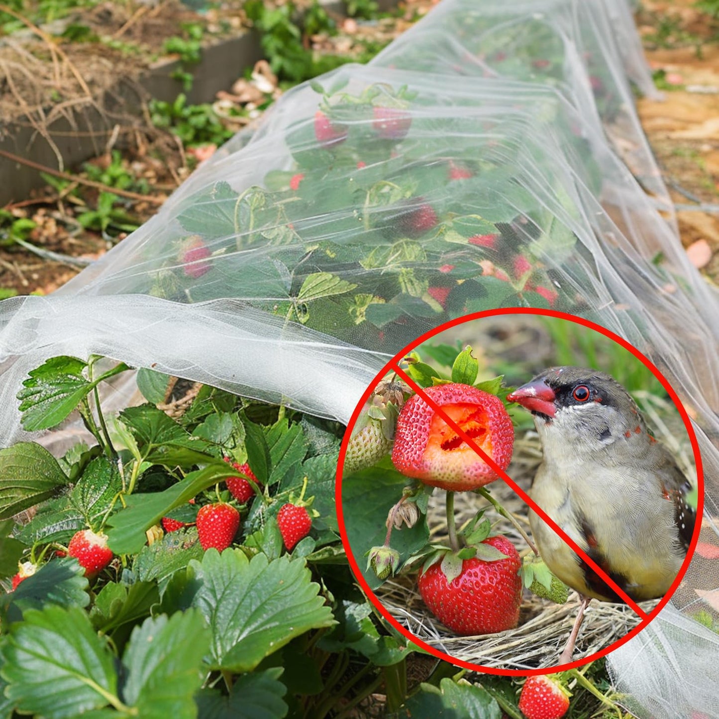 GonLei Garden Netting 10 X 50 FT Ultra Fine Netting for Garden Protection,Garden Netting for Raised Beds,Mosquito Net for Blueberry Shrubs Vegetables Fruits Flowers Crops Pest Barrier