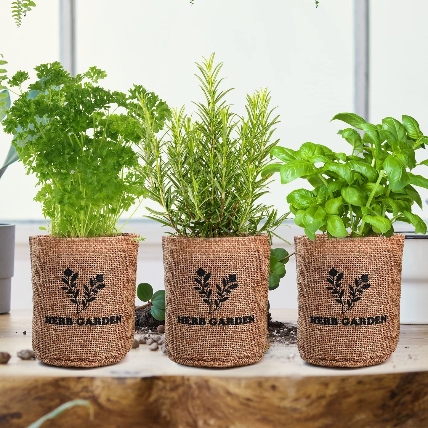Meekear 5 Herb Seeds Garden Starter Kit with Complete Planting Kit & Wooden Flower Box, Growing into Basil, Parsley, Rosemary, Thyme, Mint for Kitchen Windowsill Herb Garden DIY