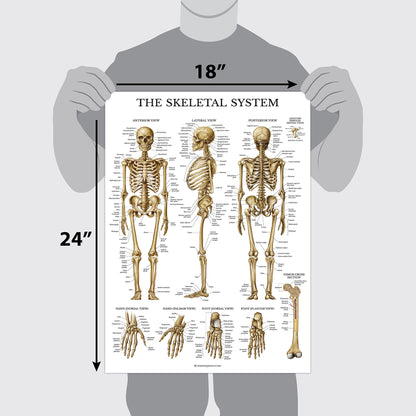 Palace Learning Muscular & Skeletal System Anatomical Poster Set - LAMINATED 2 Chart Set - Human Skeleton & Muscle Anatomy - (18" x 24")
