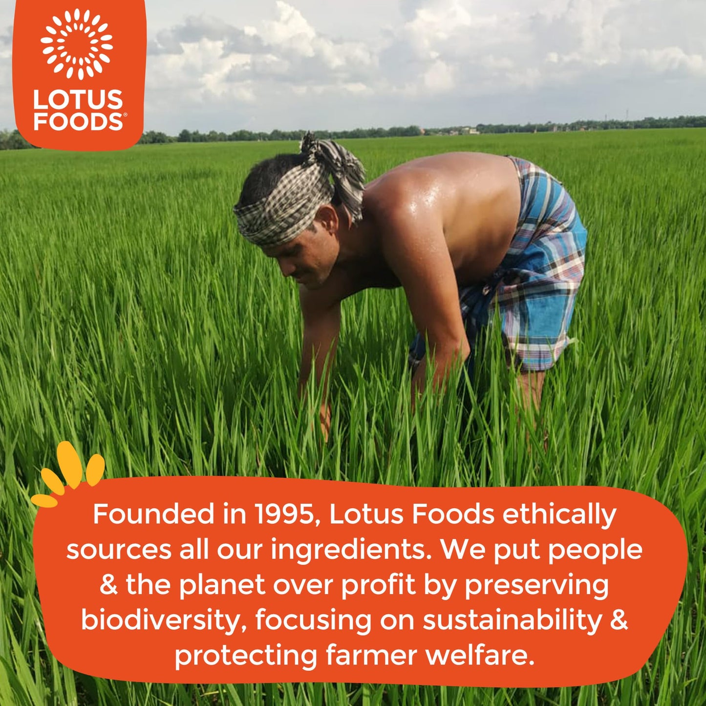 Lotus Foods Bulk Food Organic Millet & Brown Rice Ramen Noodles with Red Miso Soup, Gluten-Free Easy to Cook & Healthy Japanese Noodles with Instant Gourmet Broth, 2.8 Oz (Pack of 10)