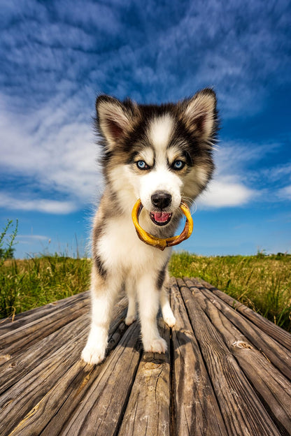 N-Bone Puppy Teething Ring Chicken Flavor (1 Pack Of 6 Rings) (113048)