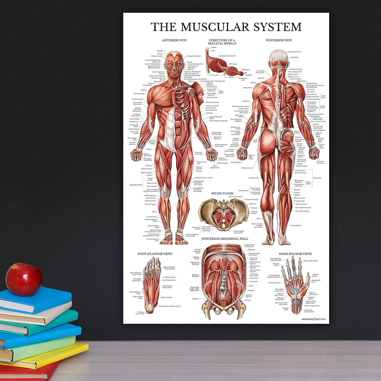 Palace Learning Muscular & Skeletal System Anatomical Poster Set - LAMINATED 2 Chart Set - Human Skeleton & Muscle Anatomy - (18" x 24")