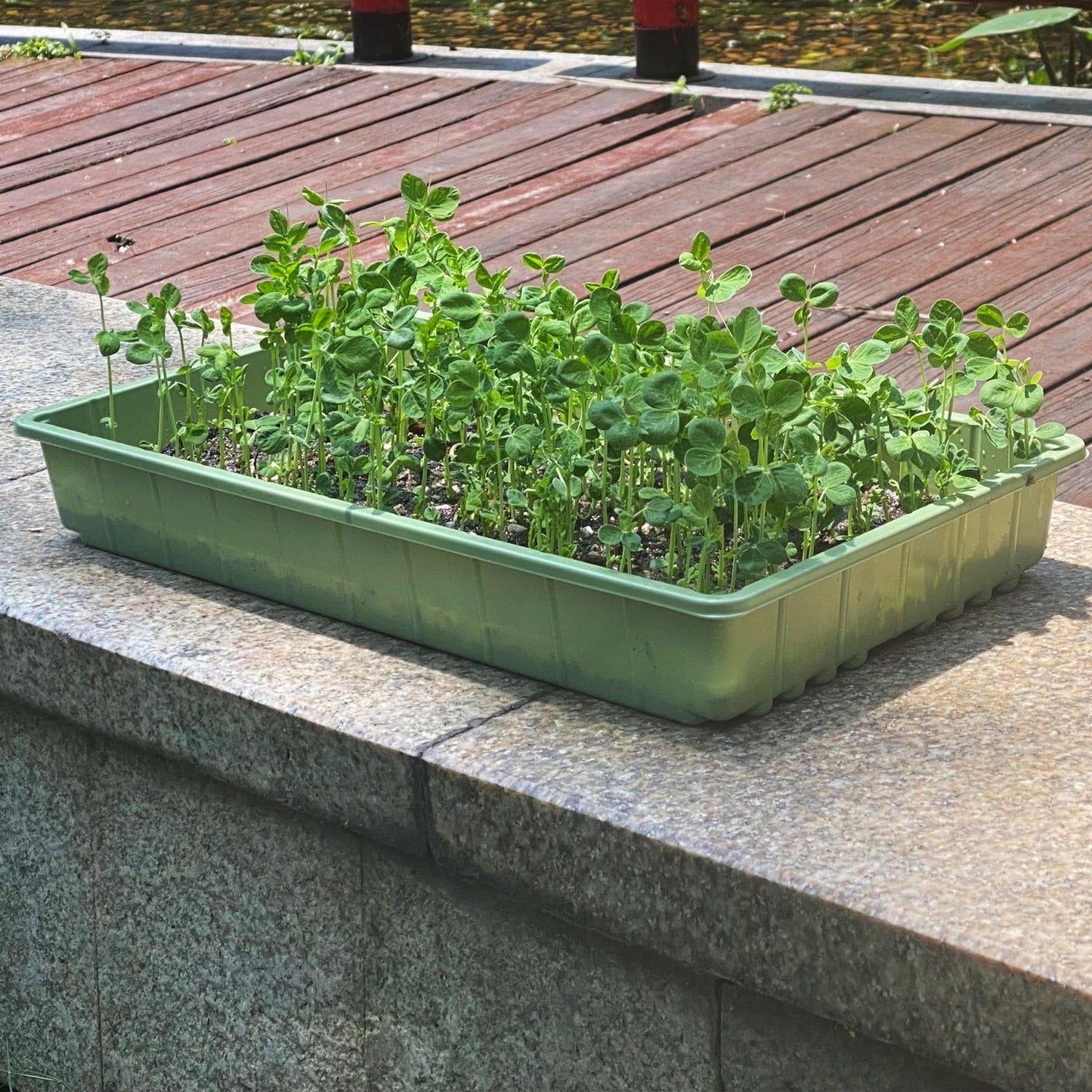 Mr. Pen-Plastic Growing Trays, 5 Pack, Plant Tray, Seed Tray, Propagation Tray