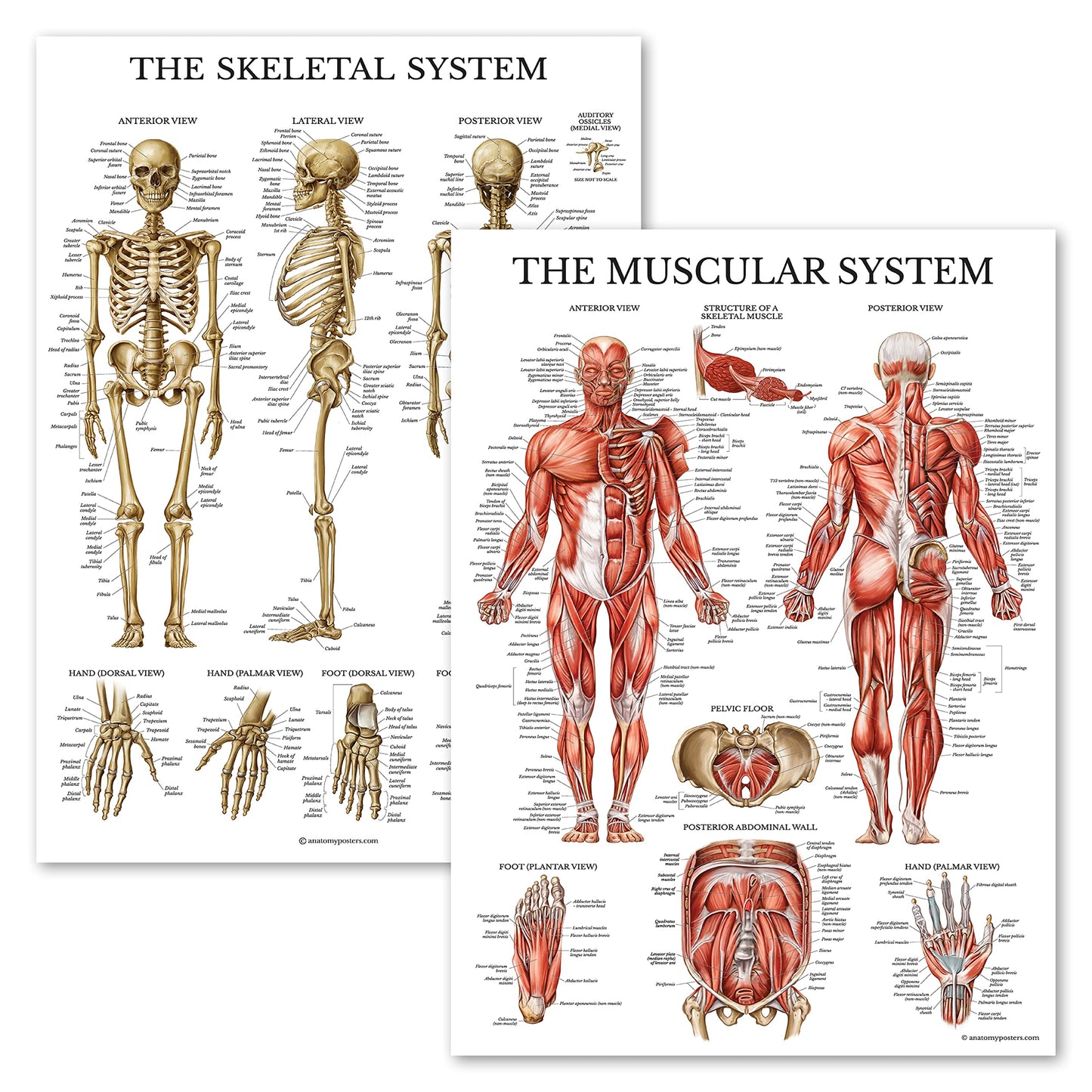 Palace Learning Muscular & Skeletal System Anatomical Poster Set - LAMINATED 2 Chart Set - Human Skeleton & Muscle Anatomy - (18" x 24")