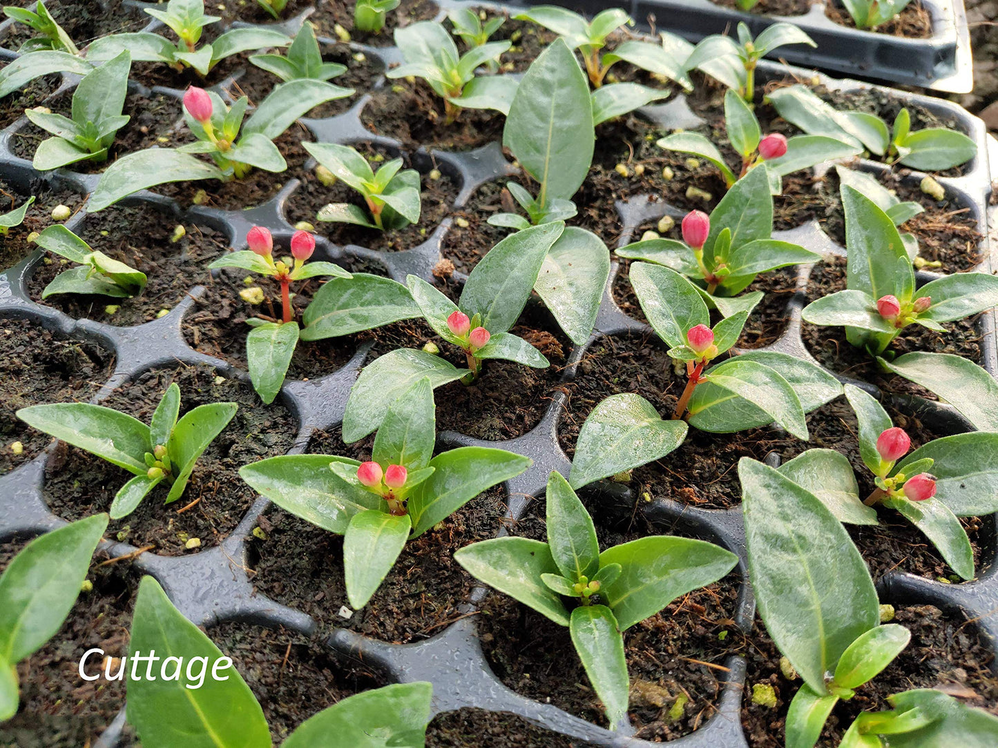 Gardzen 5-Set Seed Starter Tray Kits, Durable Plant Germination Trays with Humidity Vented Domes and Bases, Ideal for Seed Starting, Indoor Gardening, and Greenhouse (Total 200 Cells)