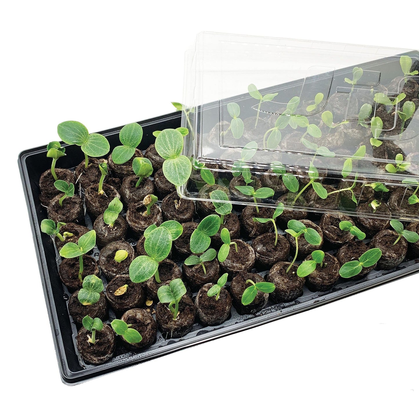 Ferry Morse Jiffy Seed Starting Greenhouse Tray Kit with 72 36mm Peat Pellets and Bonus SUPERthrive Sample + Plant Markers, 2 Pack, 144 Pellets Total