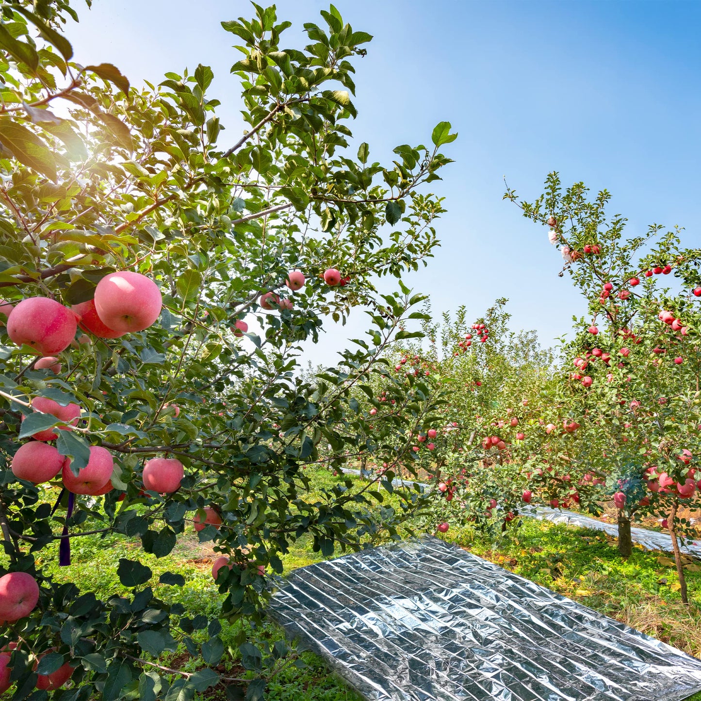 Plant Growth Mylar Films High Reflective Mylar Film Garden Greenhouse Covering Foil Sheets for First Aid Blanket Growth Room Camping Simple Tent,82.6 x 51.2 Inch(2 Pieces)