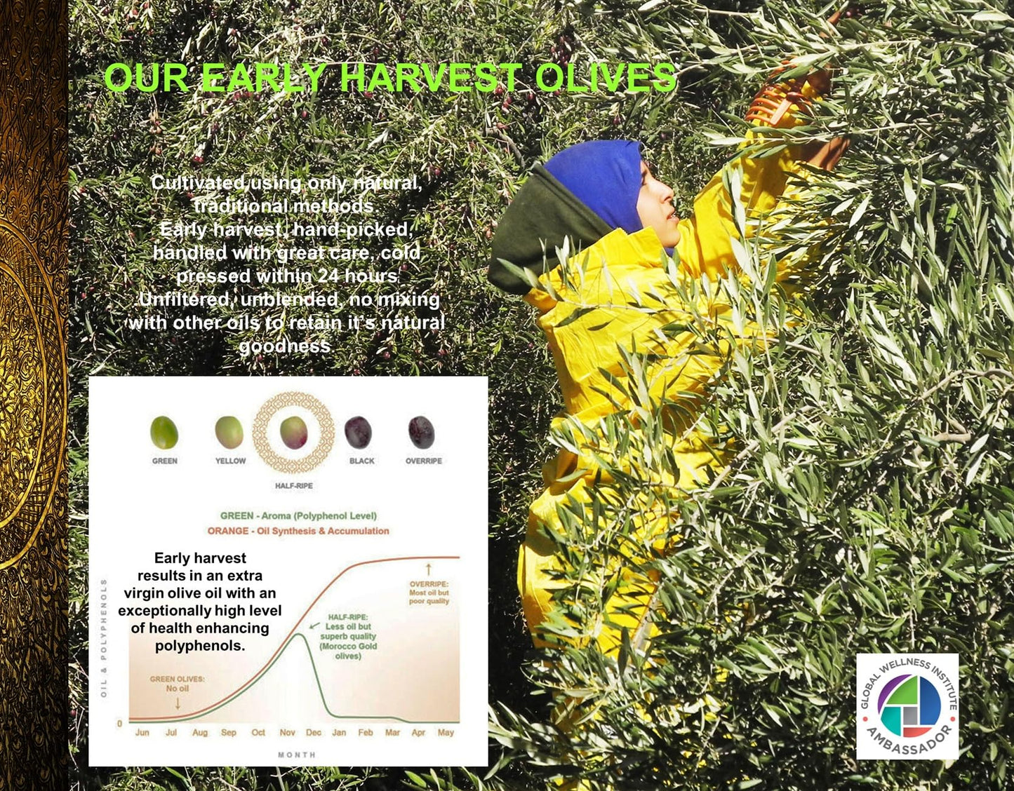 Morocco Gold New Harvest Extra Virgin Olive Oil Early Harvest – Cold Pressed – Polyphenol Rich 652mg/kg EVOO Fresh Harvest Pure and Natural. 500ml/17 Fl Oz