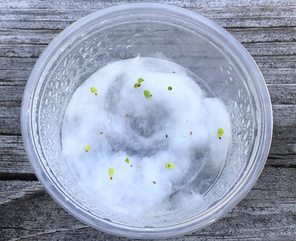 Micro Landscape Design Lithops 50 Seeds with 5 Baby Plants and 1 Germination Kit, High Germination Rate, Freshly Harvest, Fun & Easy Grow Kit for Lithops Beginners