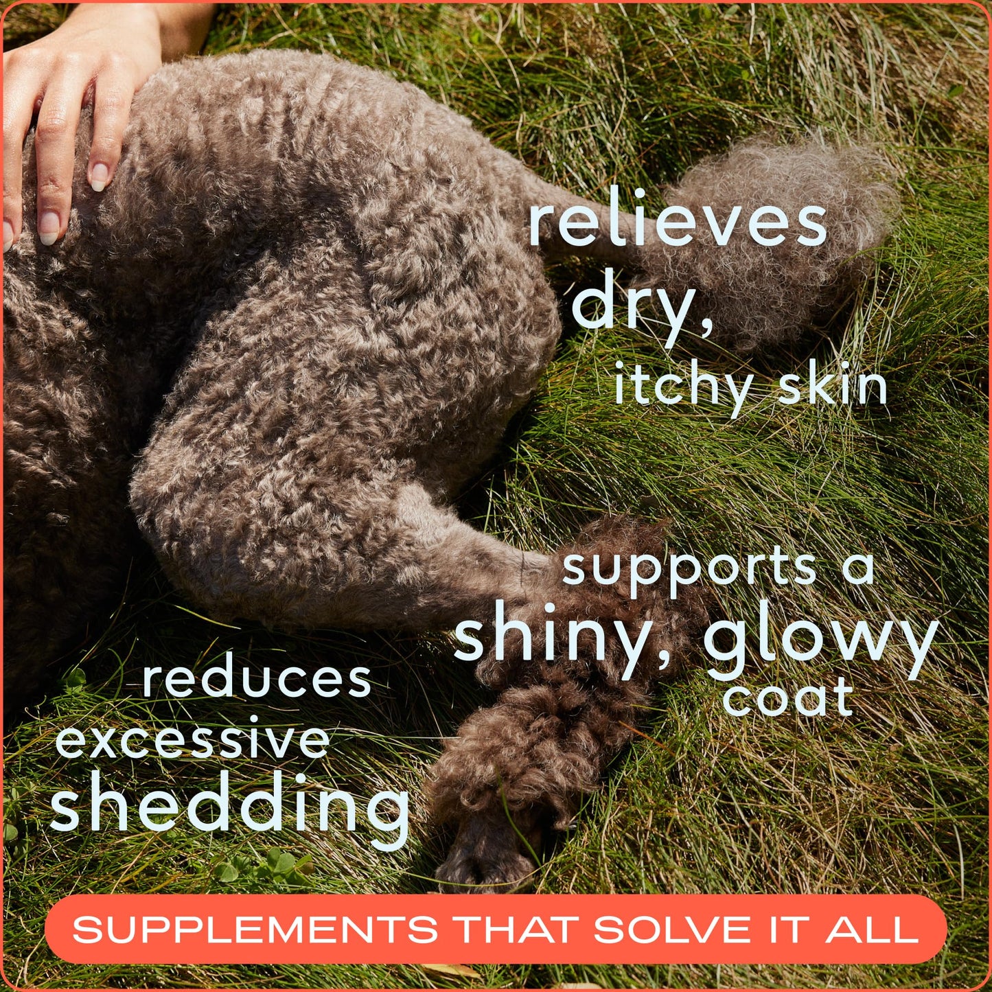 Native Pet Omega 3 Fish Oil for Dogs & Cats - Promotes Healthy Skin, Shiny Coat, & Strong Joints - Made with Wild Alaskan Salmon Oil for Dogs – Tasty, Fast-Absorbing Omega 3 6 9 Liquid Supplement-16oz