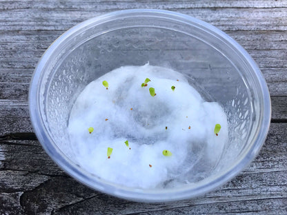 Micro Landscape Design Lithops 50 Seeds with 5 Baby Plants and 1 Germination Kit, High Germination Rate, Freshly Harvest, Fun & Easy Grow Kit for Lithops Beginners